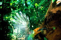Fotostrecke: Zu Hause im Regenwald