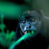 Fotostrecke: Zu Hause im Regenwald - Bild 2