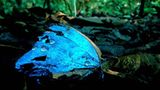 Fotostrecke: Zu Hause im Regenwald - Bild 3