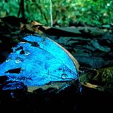 Fotostrecke: Zu Hause im Regenwald - Bild 3