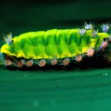 Fotostrecke: Zu Hause im Regenwald - Bild 4