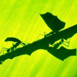 Fotostrecke: Zu Hause im Regenwald - Bild 5