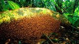 Fotostrecke: Zu Hause im Regenwald - Bild 6
