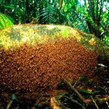 Fotostrecke: Zu Hause im Regenwald - Bild 6