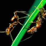 Fotostrecke: Zu Hause im Regenwald - Bild 7