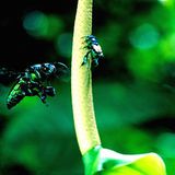 Fotostrecke: Zu Hause im Regenwald - Bild 8