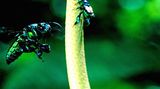 Fotostrecke: Zu Hause im Regenwald - Bild 8