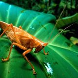 Fotostrecke: Zu Hause im Regenwald - Bild 9