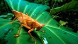 Fotostrecke: Zu Hause im Regenwald - Bild 9