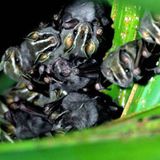 Fotostrecke: Zu Hause im Regenwald - Bild 10