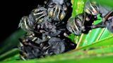 Fotostrecke: Zu Hause im Regenwald - Bild 10
