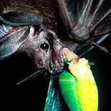 Fotostrecke: Zu Hause im Regenwald - Bild 11