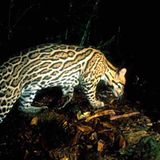 Fotostrecke: Zu Hause im Regenwald - Bild 12