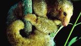 Fotostrecke: Zu Hause im Regenwald - Bild 13