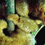 Fotostrecke: Zu Hause im Regenwald - Bild 13