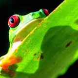 Fotostrecke: Zu Hause im Regenwald - Bild 14