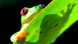 Fotostrecke: Zu Hause im Regenwald - Bild 14