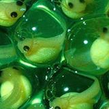 Fotostrecke: Zu Hause im Regenwald - Bild 15