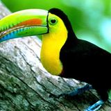 Fotostrecke: Zu Hause im Regenwald - Bild 16