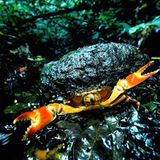 Fotostrecke: Zu Hause im Regenwald - Bild 17