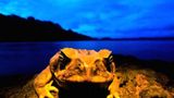 Fotostrecke: Zu Hause im Regenwald - Bild 18