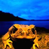 Fotostrecke: Zu Hause im Regenwald - Bild 18