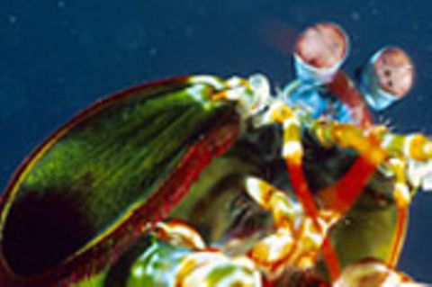 Tierfotograf Solvin Zankl: Fangschreckenkrebse, Scheinhummer & Co.