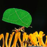 Blattschneiderameise