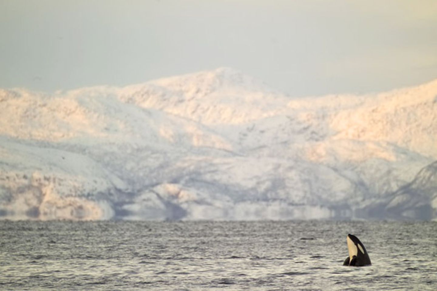 Orca