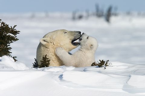 Eisbären: Familienglück im Schnee