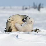 Kinderstube der Eisbären