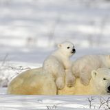 Verlassen der Geburtshöhle