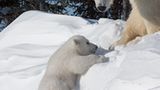 Kleine Eisbären