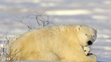 Die lange Reise der Eisbären