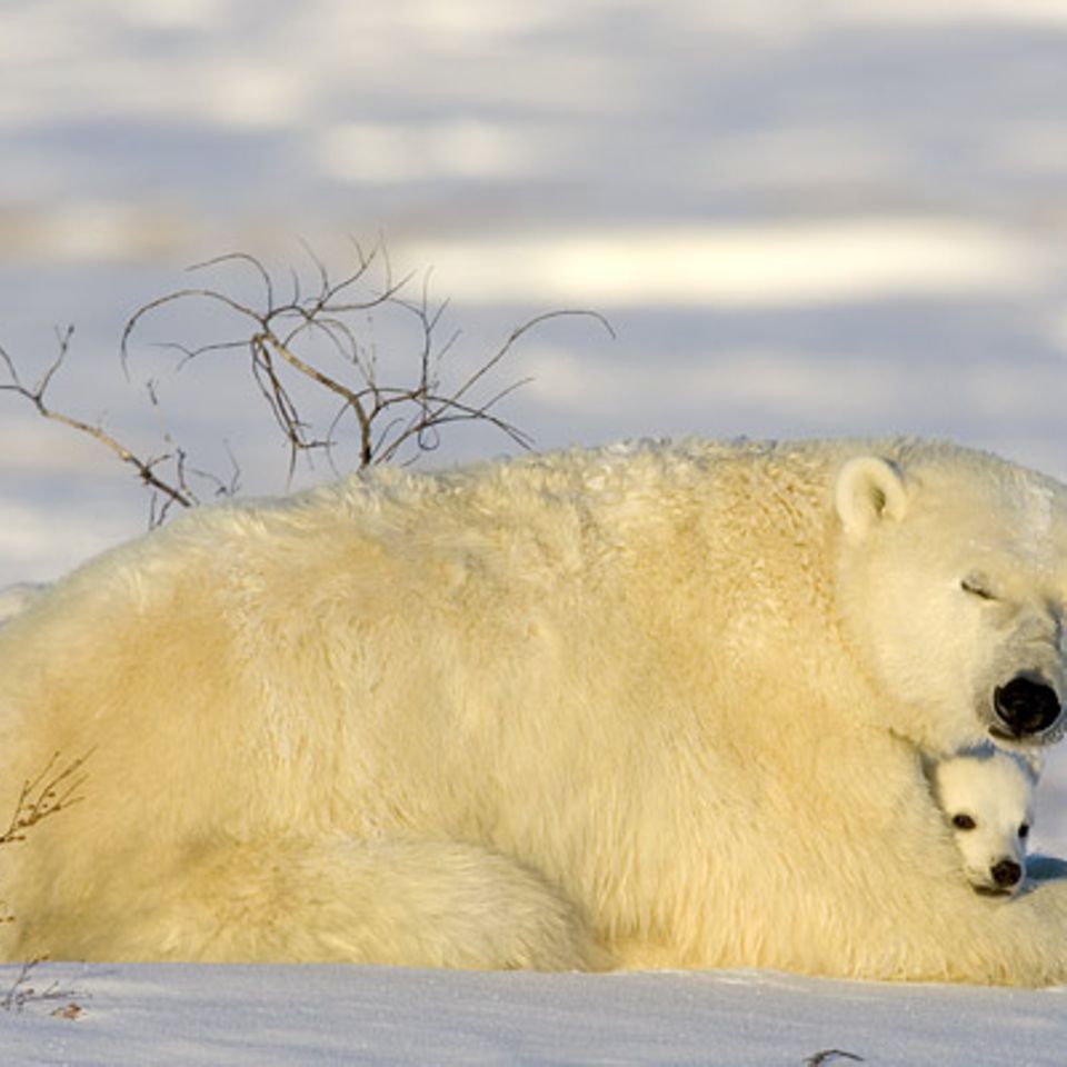 Die lange Reise der Eisbären