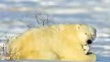 Die lange Reise der Eisbären - Bild 2
