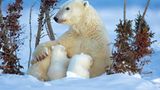 Die lange Reise der Eisbären - Bild 3