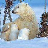 Die lange Reise der Eisbären - Bild 3