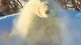 Die lange Reise der Eisbären - Bild 4
