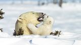 Die lange Reise der Eisbären - Bild 5