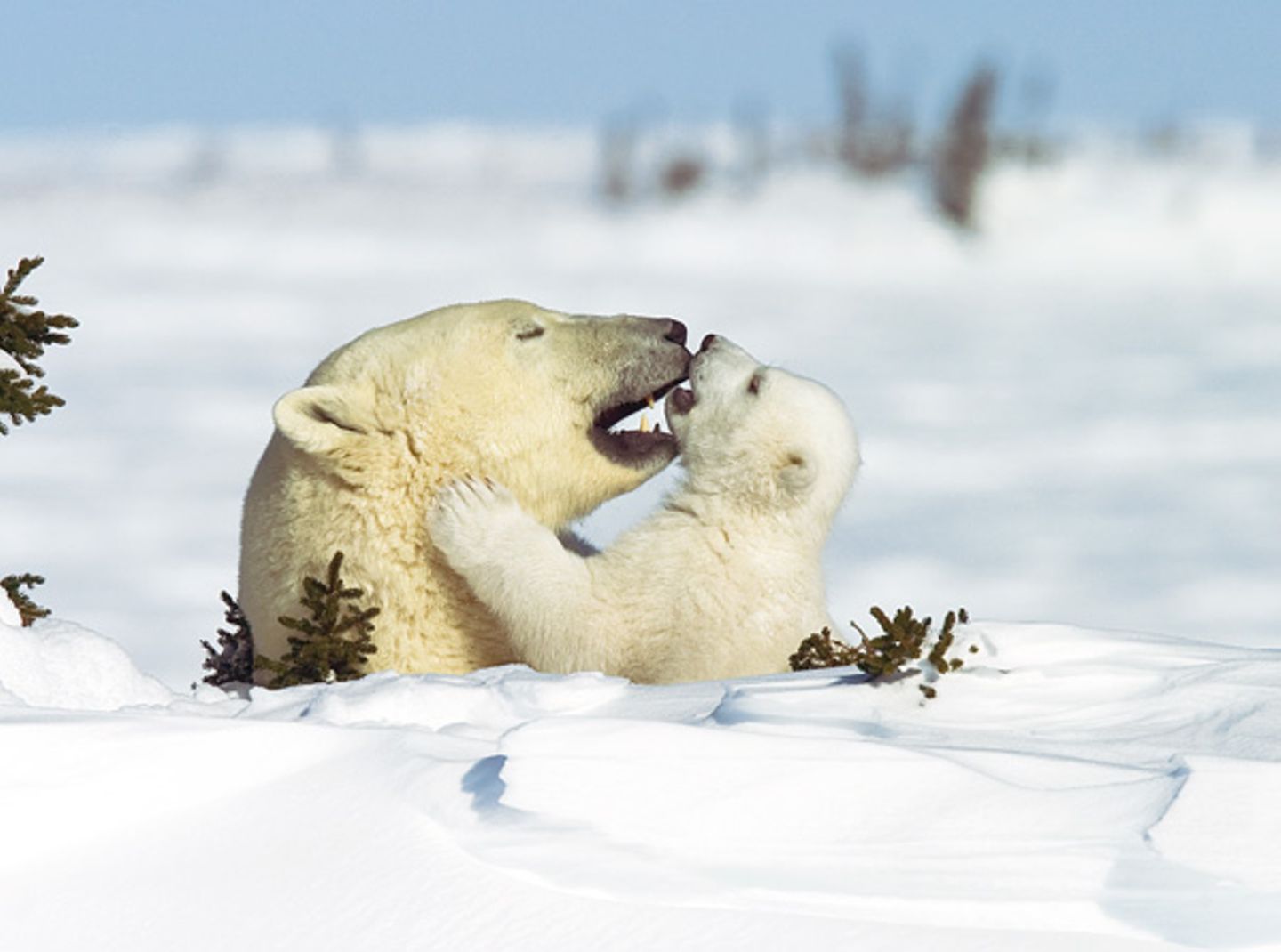 Die lange Reise der Eisbären - Bild 5 Die lange Reise der Eisbären - Bild 5