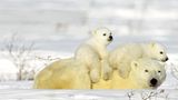Die lange Reise der Eisbären - Bild 6