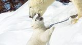 Die lange Reise der Eisbären - Bild 7