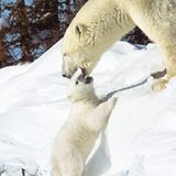 Die lange Reise der Eisbären - Bild 7