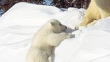 Die lange Reise der Eisbären - Bild 8