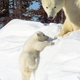 Die lange Reise der Eisbären - Bild 8