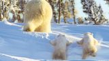 Die lange Reise der Eisbären - Bild 9