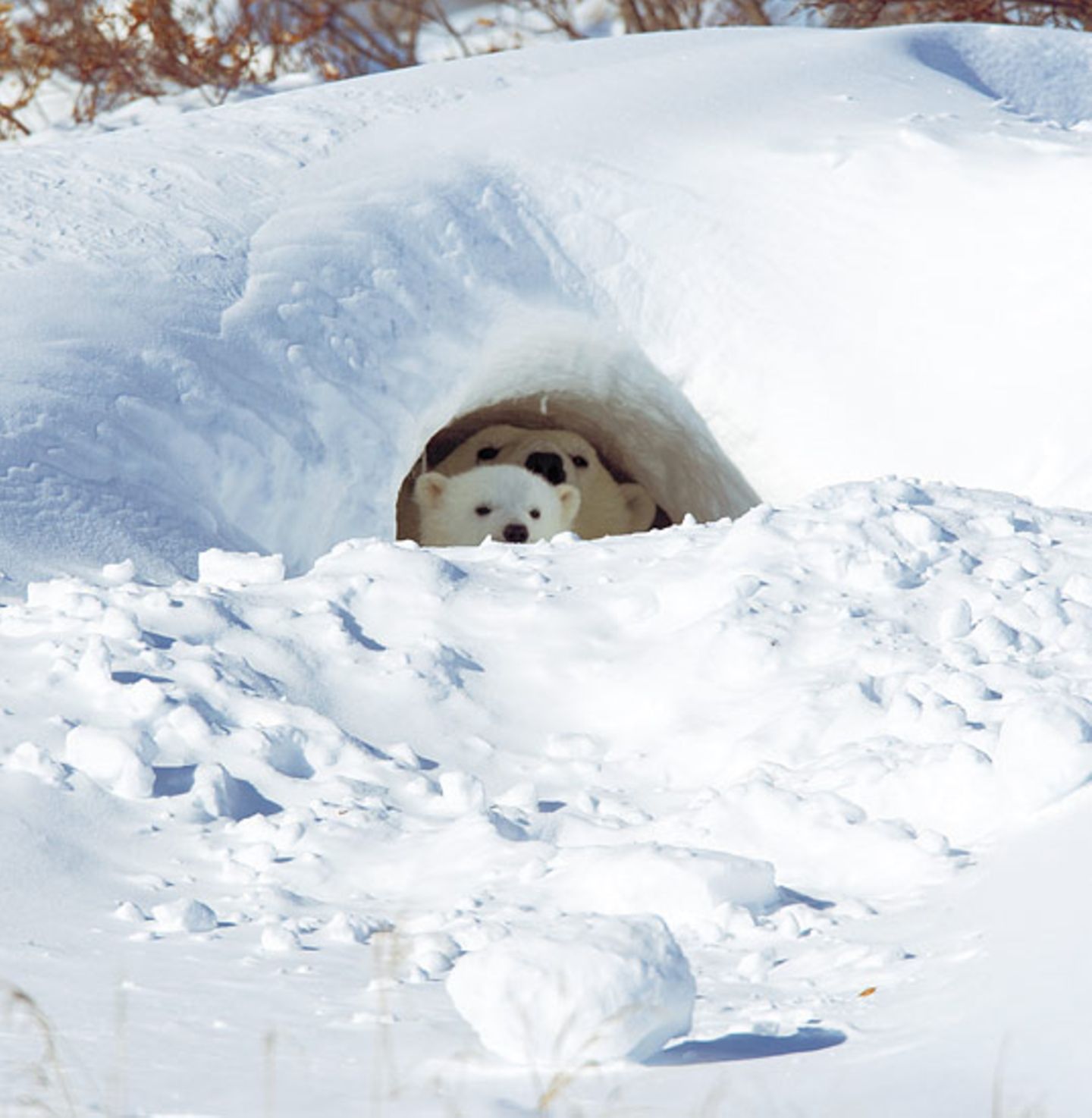 Die lange Reise der Eisbären - Bild 10