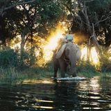 Botswana: Die Schule der Elefanten - Bild 2