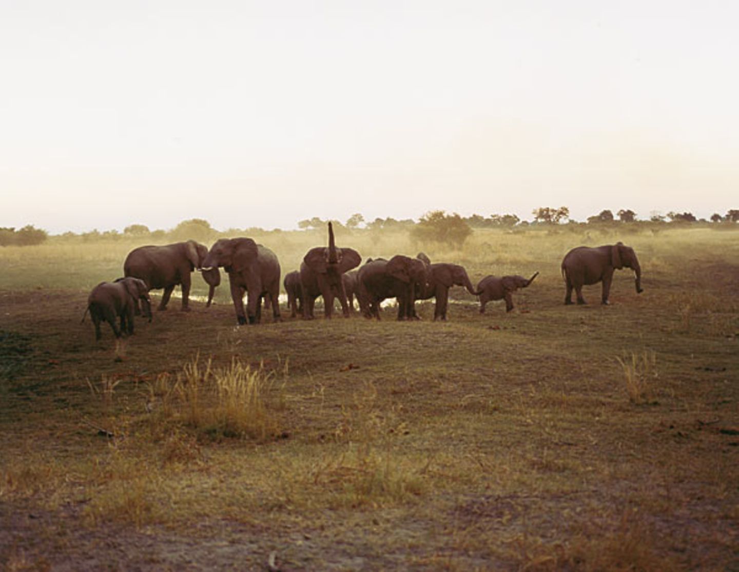 Botswana: Die Schule der Elefanten - Bild 5